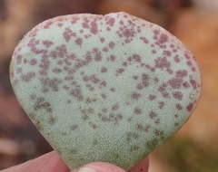 Adromischus inamoenus