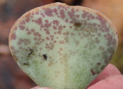 Adromischus inamoenus