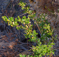 Acacia nigricans