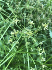 Cyperus ochraceus