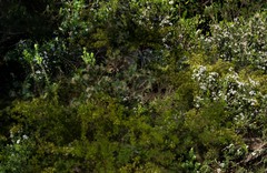 Leucopogon florulentus