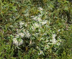 Clematis pubescens
