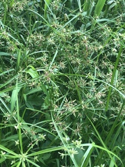 Cyperus ochraceus
