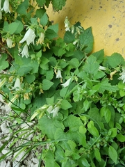 Campanula alliariifolia