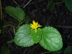 Triumfetta procumbens