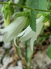 Campanula alliariifolia