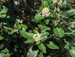 Spyridium globulosum