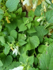 Campanula alliariifolia