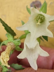 Campanula alliariifolia