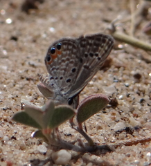 Freyeria trochylus