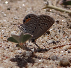Freyeria trochylus