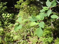 Amelanchier bartramiana