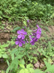Phlox maculata