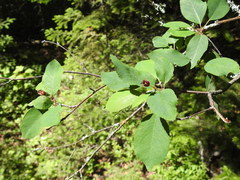 Amelanchier bartramiana