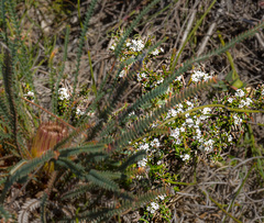 Leucopogon obovatus