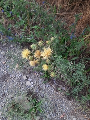 Centaurea salonitana