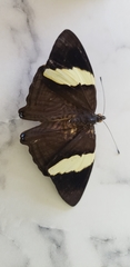 Colobura dirce wolcotti