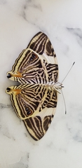 Colobura dirce wolcotti