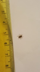 Menemerus semilimbatus