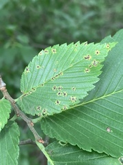 Stegophora ulmea