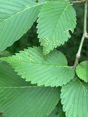 Stegophora ulmea