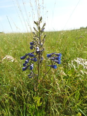 Delphinium elatum