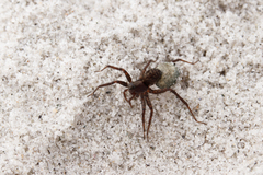 Pardosa moesta