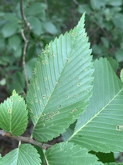 Stegophora ulmea
