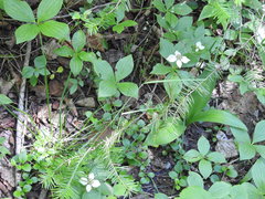 Poa saltuensis saltuensis