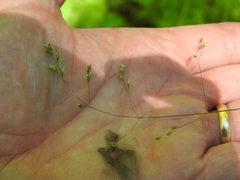 Poa saltuensis saltuensis