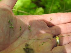 Poa saltuensis saltuensis
