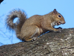 Sciurus carolinensis