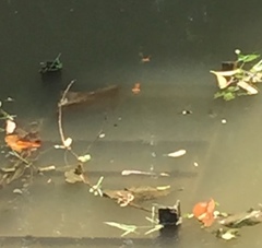 Brachythemis contaminata