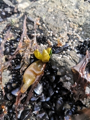 Halosaccion glandiforme