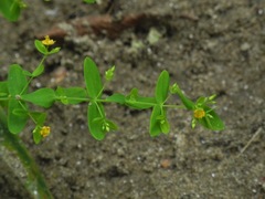 Hypericum mutilum mutilum