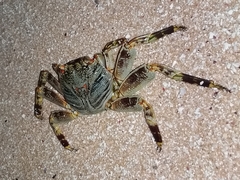 Grapsus tenuicrustatus