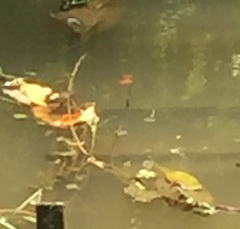 Brachythemis contaminata