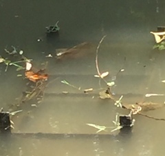 Brachythemis contaminata