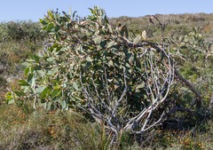 Eucalyptus pleurocarpa