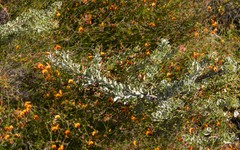 Adenanthos cuneatus