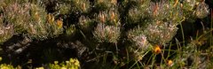 Adenanthos sericeus sphalma