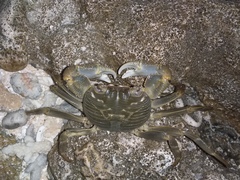 Geograpsus crinipes