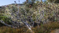 Eucalyptus conferruminata