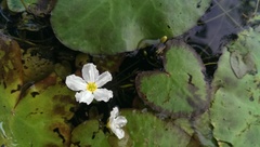 Nymphoides hydrophylla