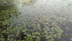 Nymphoides hydrophylla