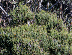 Allocasuarina humilis