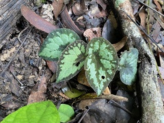 Begonia integrifolia