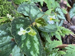 Begonia integrifolia