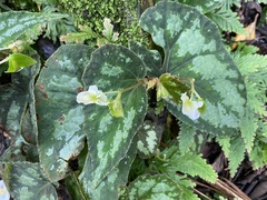 Begonia integrifolia