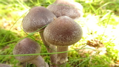 Cortinarius evernius